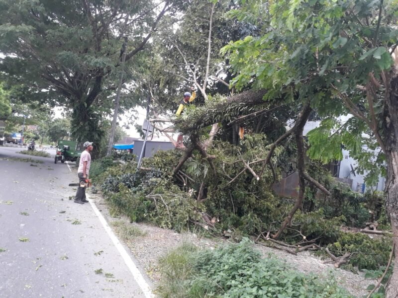Bupati Barrru H. Suardi Saleh merespon cepat keluhan masyarakat yang disampaikan melalui WAG terkait adanya pohon besar yang tumbang di jalan Poros Makassar-Parepare, Rabu (8/2/2023).