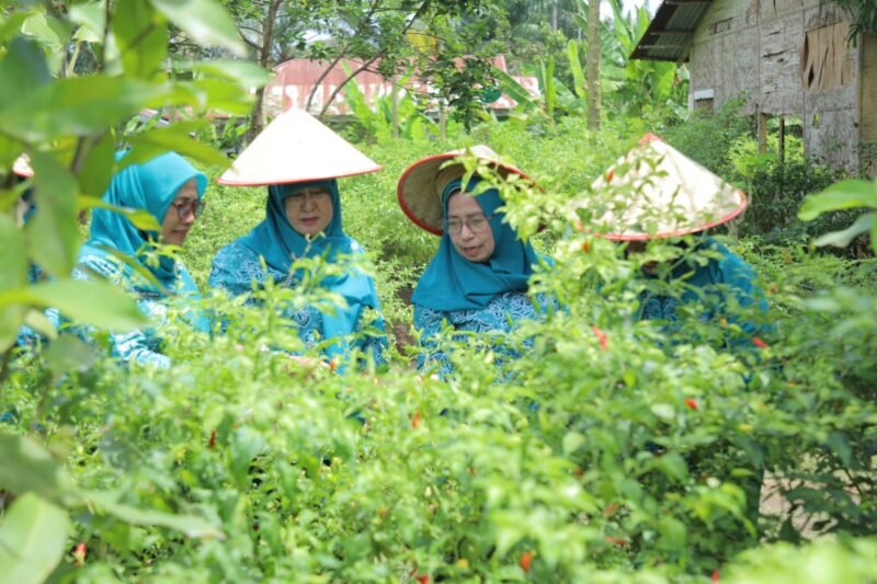 Usai melaksanakan kegiatan tersebut, Ketua Tim Monitoring didampingi Ketua TP PKK Kabupaten Asahan melihat secara langsung rumah-rumah yang memanfaatkan lahan pekarangannya