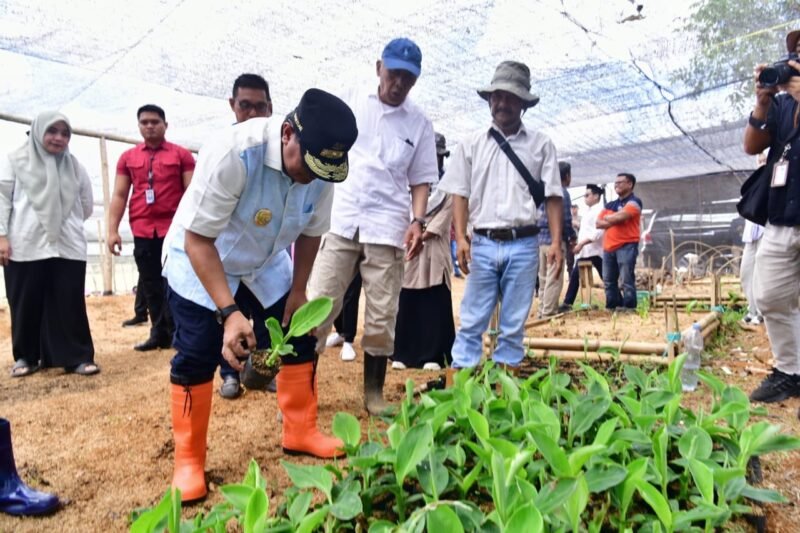 Penjabat (Pj) Gubernur Sulsel, Bahtiar Baharuddin, didampingi oleh Pj Bupati Bone, Andi Islamuddin, melakukan peninjauan ke Sentra Pembibitan Pisang Cavendish di Dusun Waru, Batu Gading, Kecamatan Mare, Kabupaten Bone, Sabtu, 18 November 2023