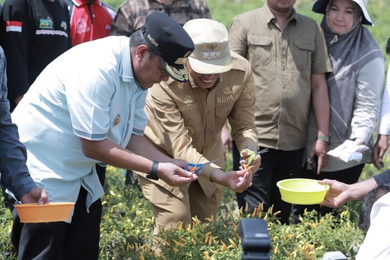 Penjabat (Pj)  Gubernur Sulsel, Bahtiar bersama Kapolda Sulawesi Selatan, Irjen Pol Andi Rian R Djajadi  melakukan Penanaman dan Panen Perdana Cabe Rawit yang dikelola oleh Petani di Desa Lowa. Kecamatan Tanasitolo, Jum'at (29/12/023)