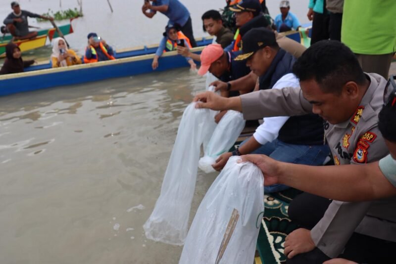 Acara Manre Sipulung dipusatkan di kawasan TPI 45, Kecamatan Tempe itu dirangkaikan dengan penebaran bibit ikan, Jumat (5/11/2025)