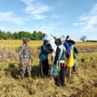Babinsa Koramil 1406-03/Maniangpajo, Sertu Eko Yulianto, melaksanakan pendampingan langsung dalam proses panen padi sawah tadah hujan di Kelurahan Anabanua, Kecamatan Maniangpajo, Kabupaten Wajo, Minggu (22/2/2026)