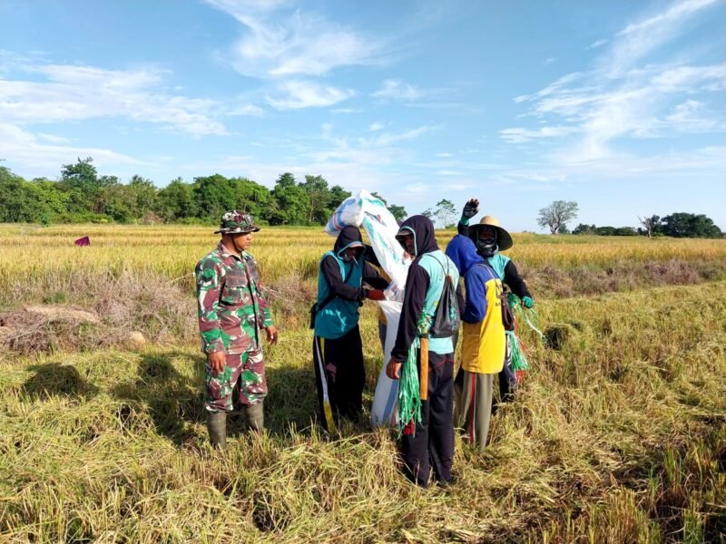 Babinsa Koramil 1406-03/Maniangpajo, Sertu Eko Yulianto, melaksanakan pendampingan langsung dalam proses panen padi sawah tadah hujan di Kelurahan Anabanua, Kecamatan Maniangpajo, Kabupaten Wajo, Minggu (22/2/2026)