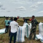 Babinsa Koramil 1406-07/Takkalalla, Serda Pallawagau, terjun langsung ke sawah untuk melaksanakan pendampingan panen padi di Desa Leweng, Kecamatan Takkalalla, Kabupaten Wajo, Sabtu (28/2)