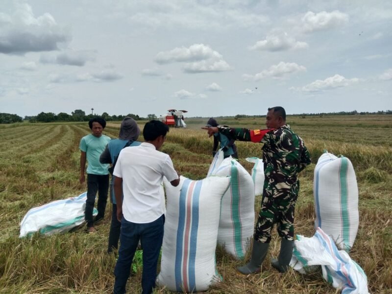 Babinsa Koramil 1406-07/Takkalalla, Serda Pallawagau, terjun langsung ke sawah untuk melaksanakan pendampingan panen padi di Desa Leweng, Kecamatan Takkalalla, Kabupaten Wajo, Sabtu (28/2)