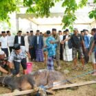 Bupati Wajo, Andi Rosman, pantau langsung pelaksanaan penyembelihan hewan kurban lingkup Pemerintah Kabupaten (Pemkab) Wajo yang dipusatkan di halaman Stadion Andi Ninnong, Sengkang, pada Rabu (27/5/2026)