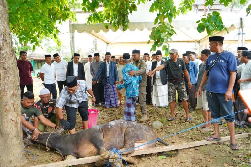 Bupati Wajo, Andi Rosman, pantau langsung pelaksanaan penyembelihan hewan kurban lingkup Pemerintah Kabupaten (Pemkab) Wajo yang dipusatkan di halaman Stadion Andi Ninnong, Sengkang, pada Rabu (27/5/2026)