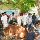 Bupati Wajo, Andi Rosman, menyampaikan apresiasi dan rasa terima kasih yang mendalam kepada Presiden Republik Indonesia, Prabowo Subianto, atas bantuan satu ekor sapi kurban yang disalurkan bagi masyarakat Kabupaten Wajo pada Hari Raya Iduladha 1447 Hijriah