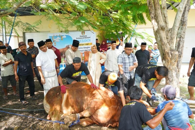 Bupati Wajo, Andi Rosman, menyampaikan apresiasi dan rasa terima kasih yang mendalam kepada Presiden Republik Indonesia, Prabowo Subianto, atas bantuan satu ekor sapi kurban yang disalurkan bagi masyarakat Kabupaten Wajo pada Hari Raya Iduladha 1447 Hijriah