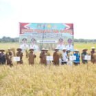 Bupati Wajo Andi Rosman menghadiri kegiatan panen perdana hasil pemanfaatan program Listrik Sawah (Lisa) di Desa Mario, Kecamatan Tanasitolo, Kabupaten Wajo, Senin (24/8/2026)