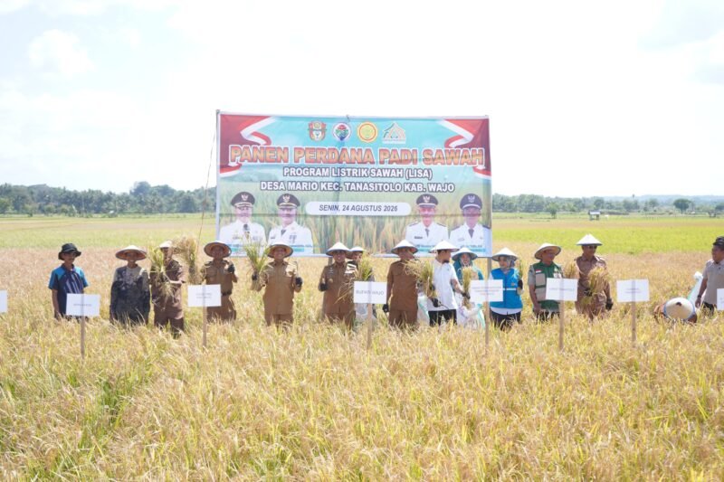 Bupati Wajo Andi Rosman menghadiri kegiatan panen perdana hasil pemanfaatan program Listrik Sawah (Lisa) di Desa Mario, Kecamatan Tanasitolo, Kabupaten Wajo, Senin (24/8/2026)