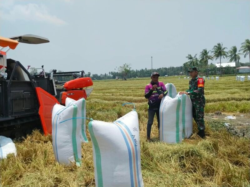 Babinsa Koramil 1406-08/Sabbangparu, Koptu Bakri, melaksanakan kegiatan pendampingan panen padi bersama masyarakat di Dusun Caleko Alau Salo, Desa Wage, Kecamatan Sabbangparu, Kabupaten Wajo, Selasa (6/10/2026)